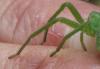 Micrommata virescens